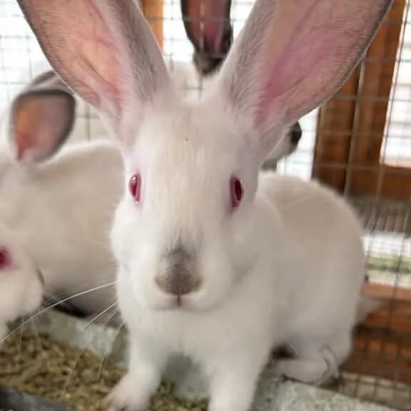 White Californian rabbit with dark ears and nose at a feed tray