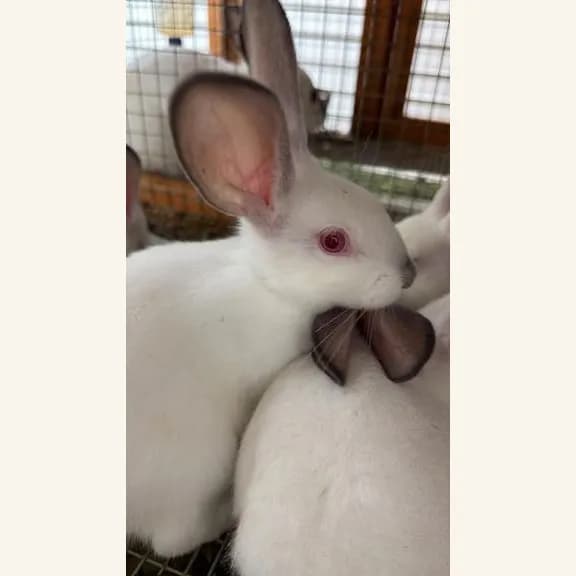 White Californian rabbits with dark ears in their hutch