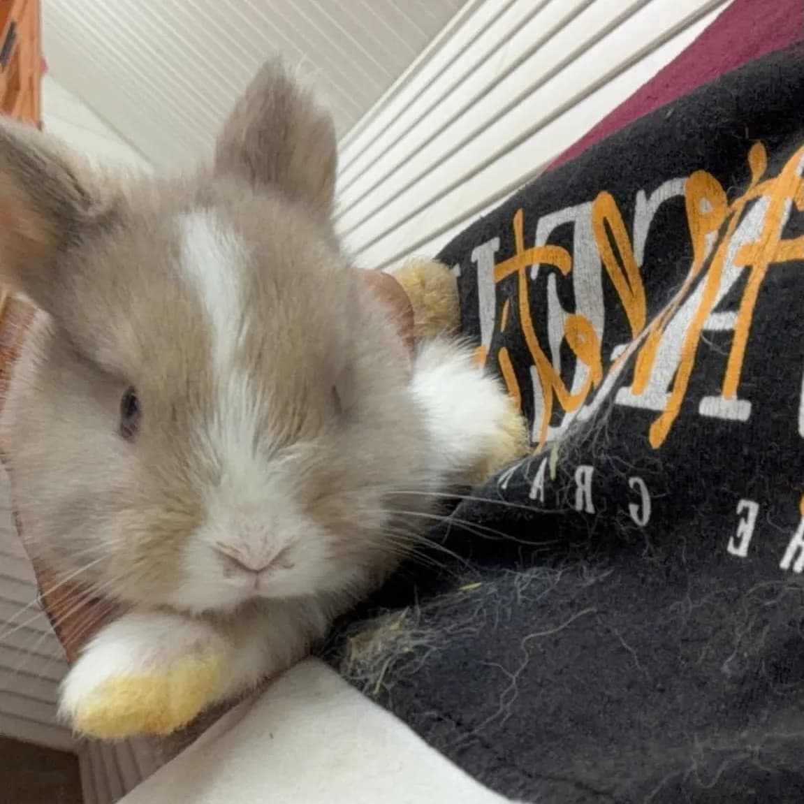 Fawn female bunny with a white blaze resting on a person's arm
