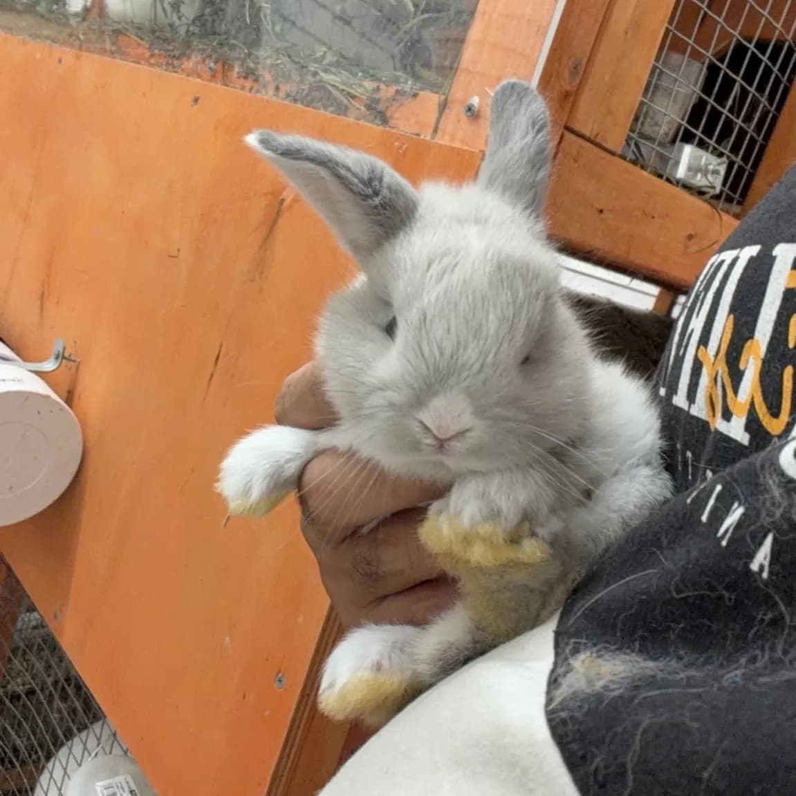 Light grey male bunny held in a hand beside a wooden hutch