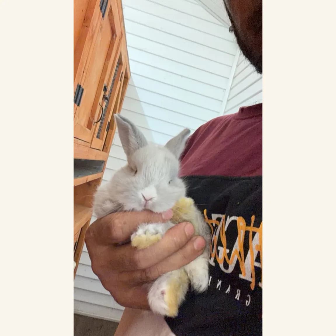 Light grey male bunny held against a person's chest