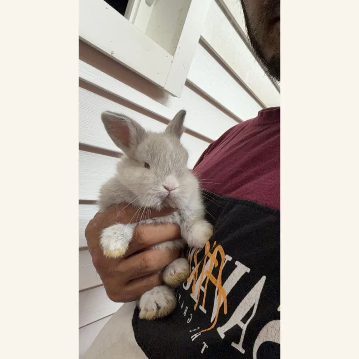 Light grey male bunny held in a hand beside white siding