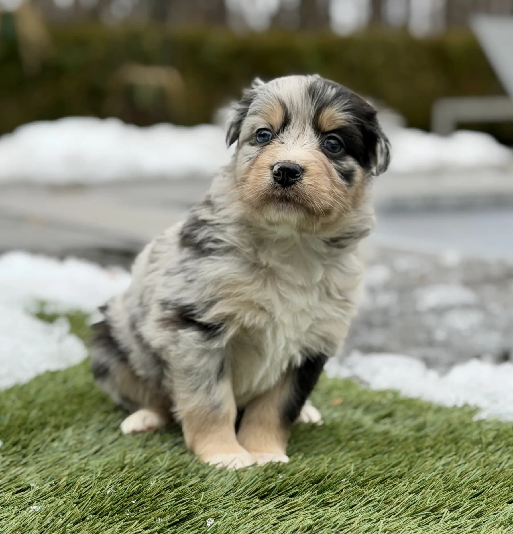 Australian Shepherd puppy at Marlboro Meadows Farm photo 3