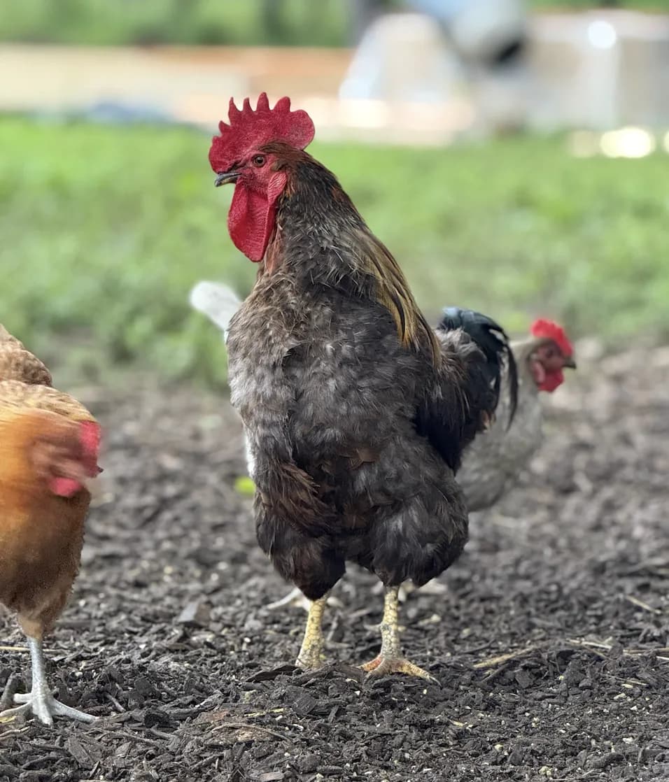 Cockerel (3 mo, male)