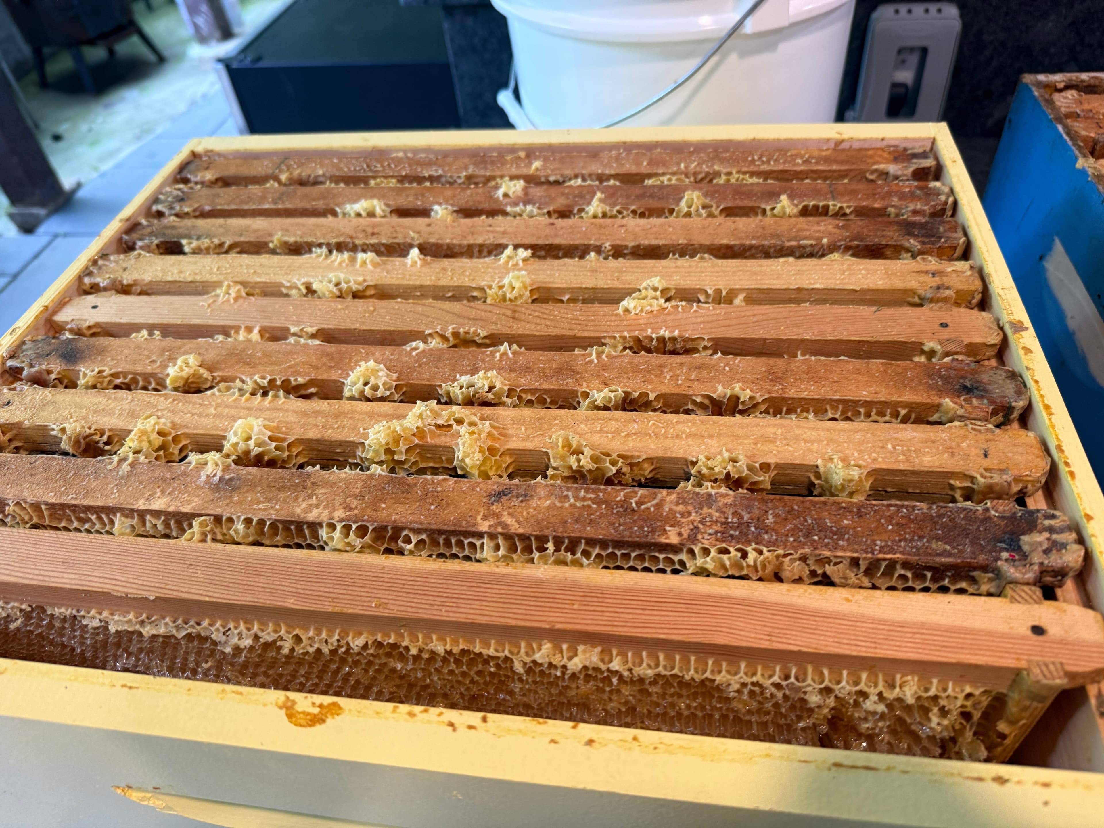 A freshly harvested honeycomb frame heavy with raw honey at Marlboro Meadows Farm