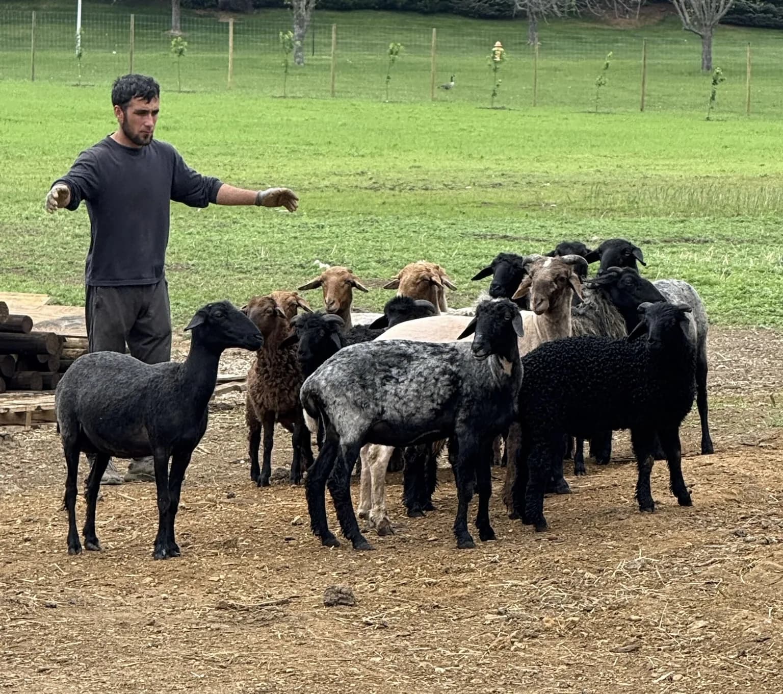 Awassi sheep in New Jersey