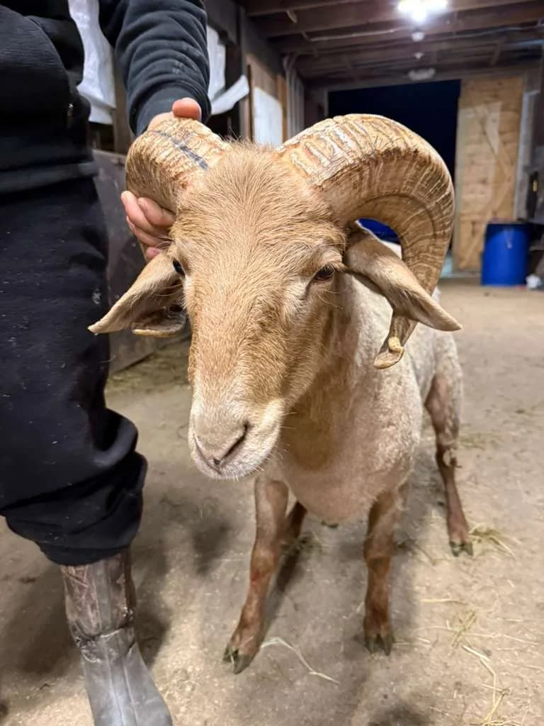 An Awassi ram facing the camera, showing its curled horns