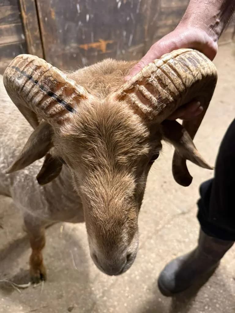 Close-up of an Awassi ram's spiraled horn
