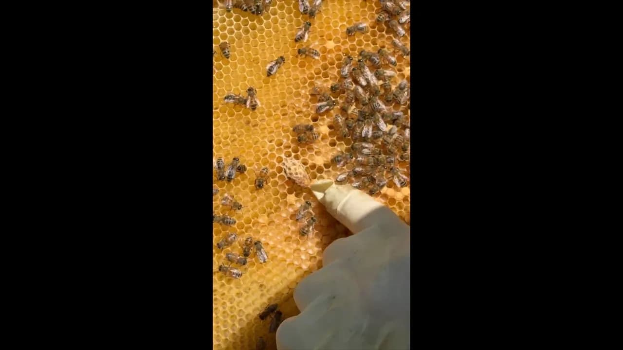 Bees at work on a honeycomb frame pulled from the hive