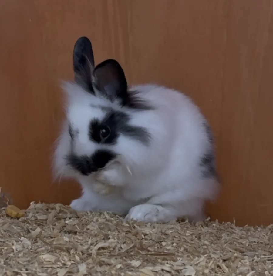 A close-up of a black-and-white bunny in fresh wood shavings