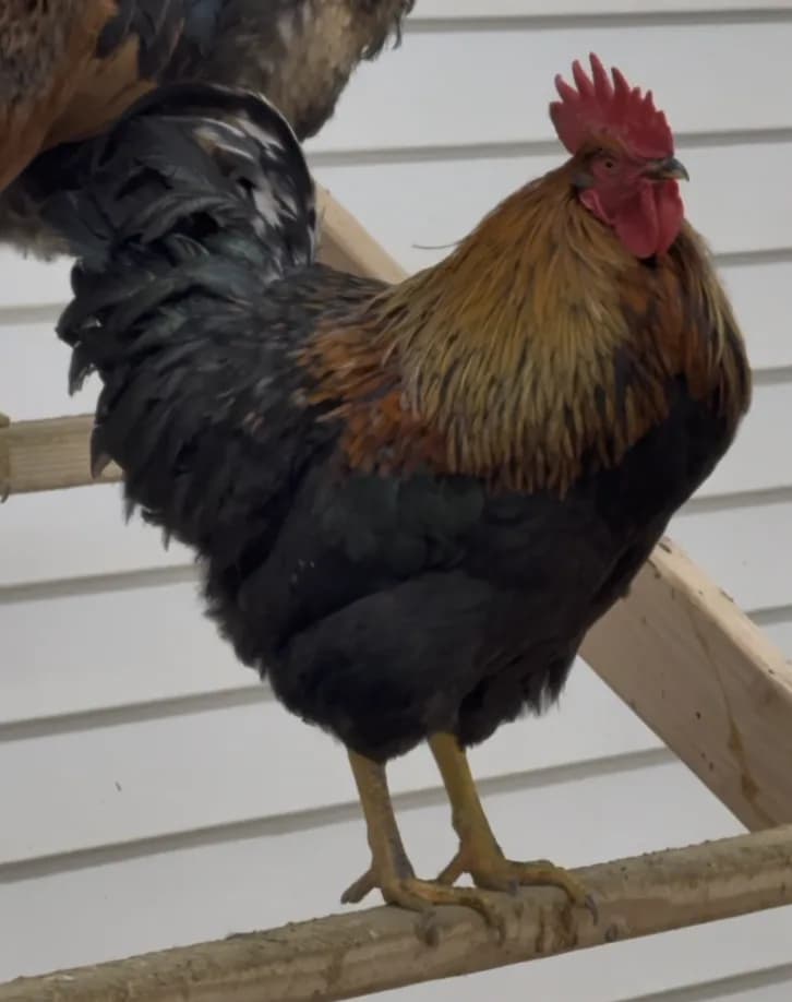 A Black Copper rooster standing in the yard