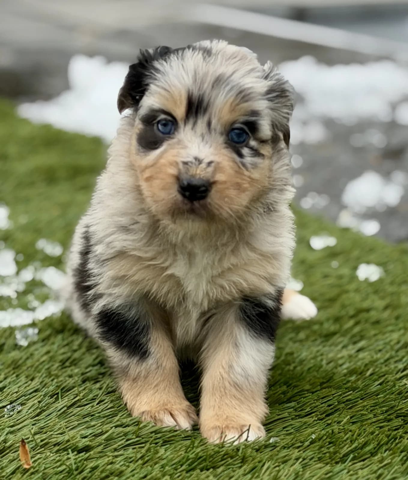 A blue merle Australian Shepherd puppy standing alone on the grass