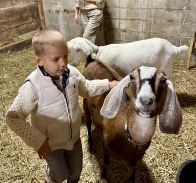 A young boy petting a goat, with sheep in the background