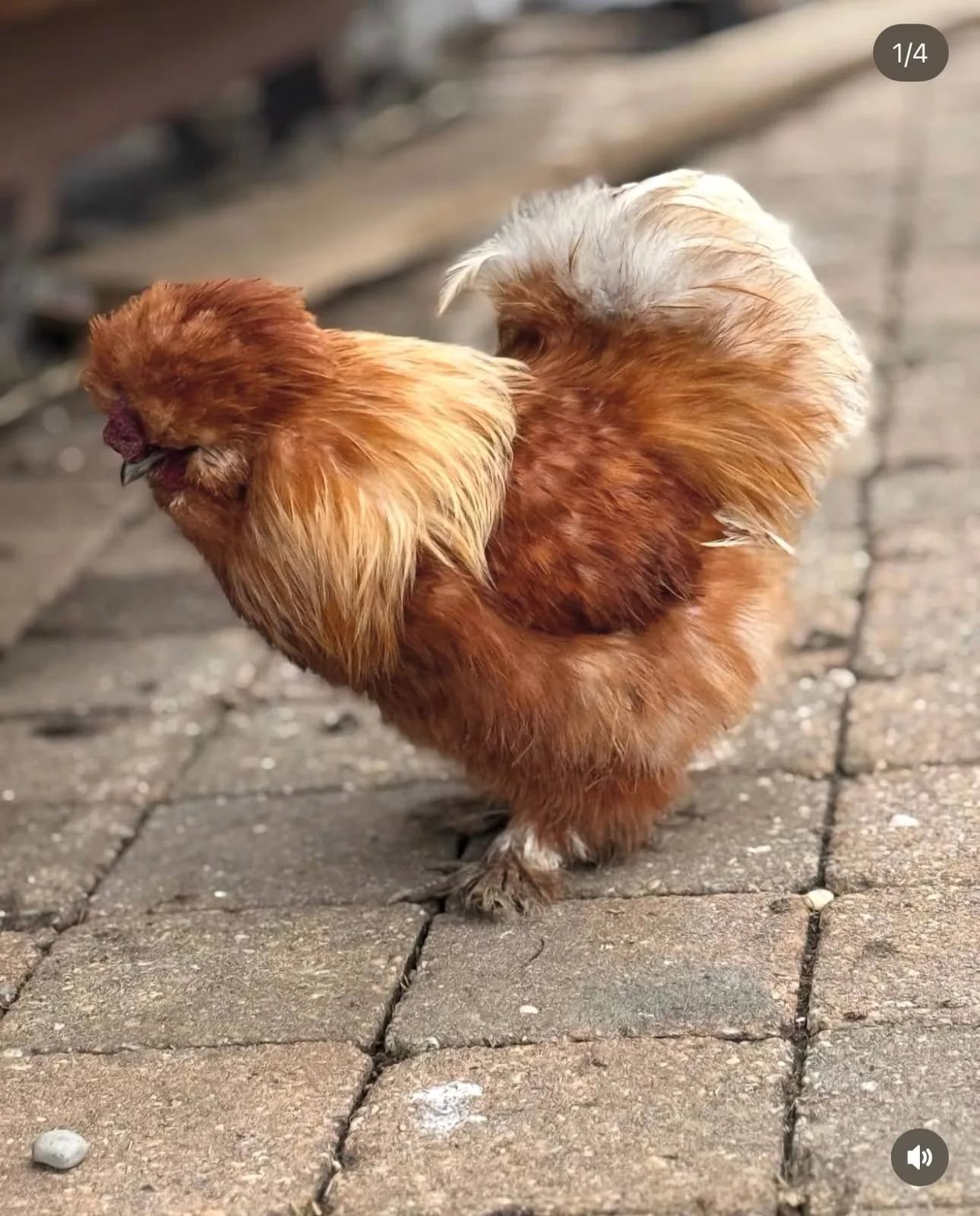 A fluffy buff Silkie hen walking along a brick path