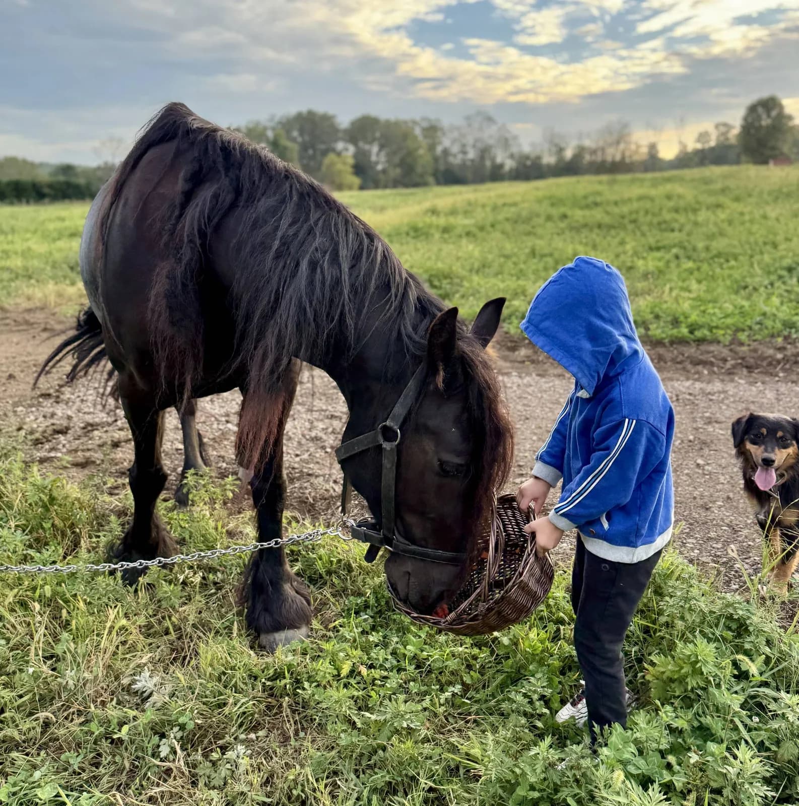A boy feeding Zorro the pony in the pasture