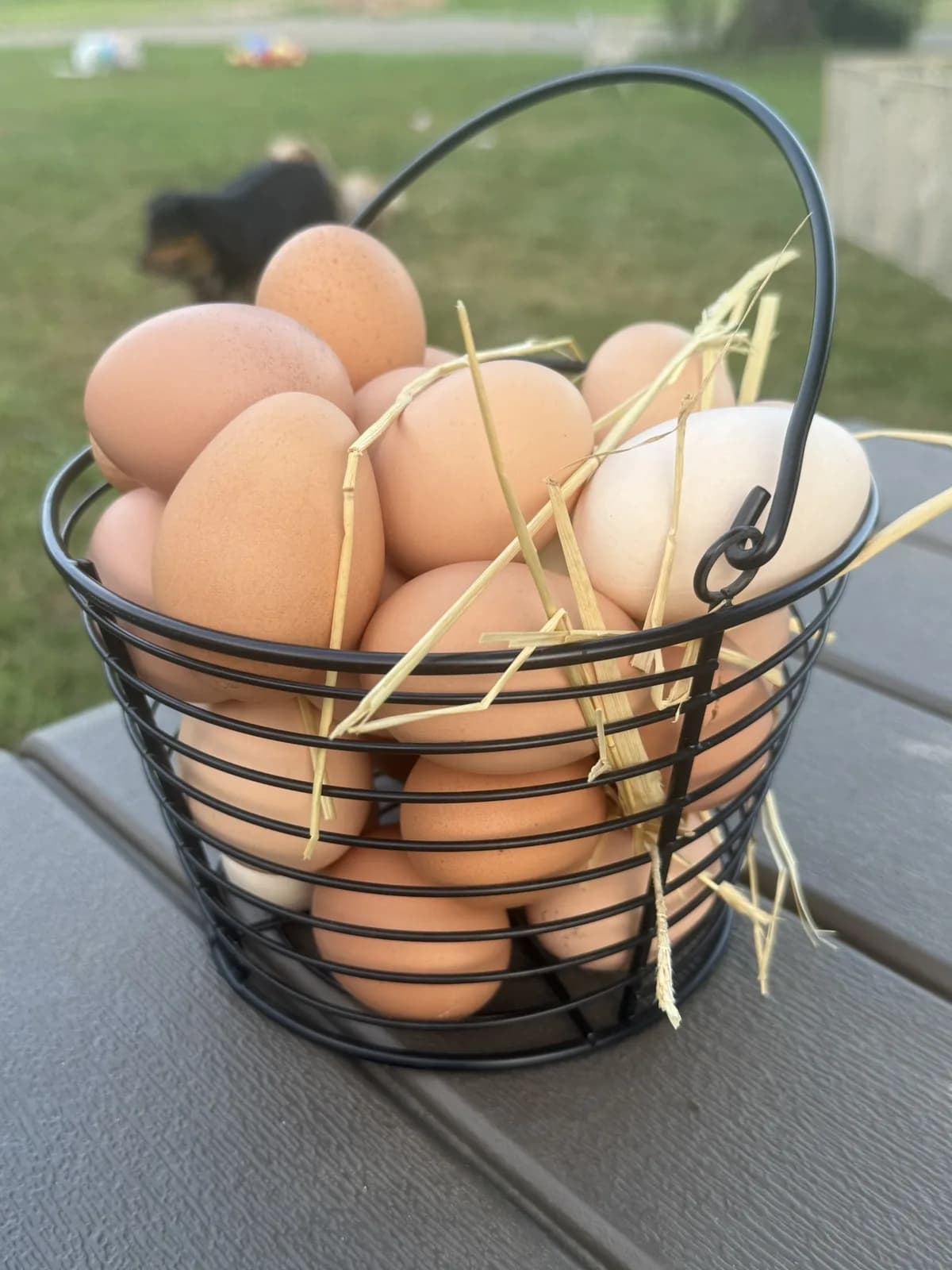 Fresh brown eggs nestled in straw inside a wire basket