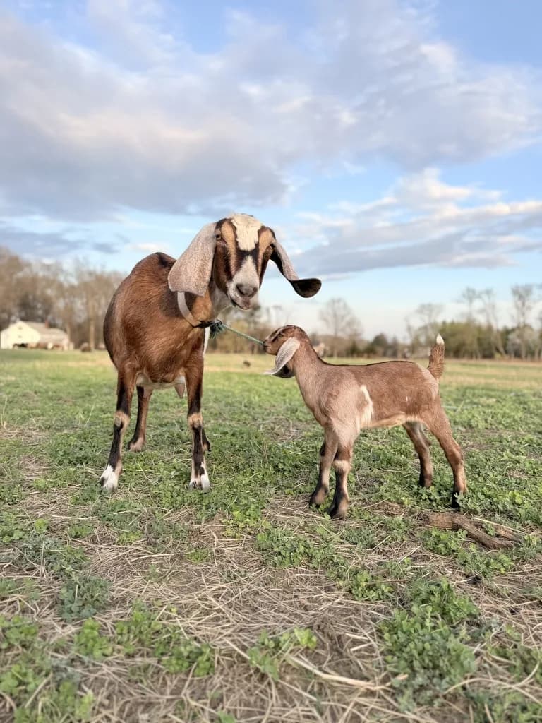 An adult goat and kid standing together in a green pasture under a blue sky