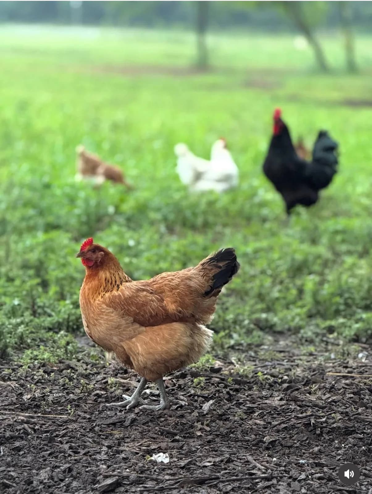A single brown hen standing alone in green grass