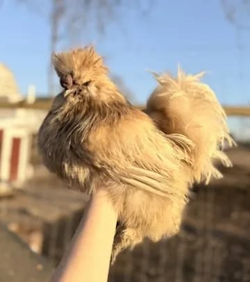 A hand holding up a fluffy Silkie hen