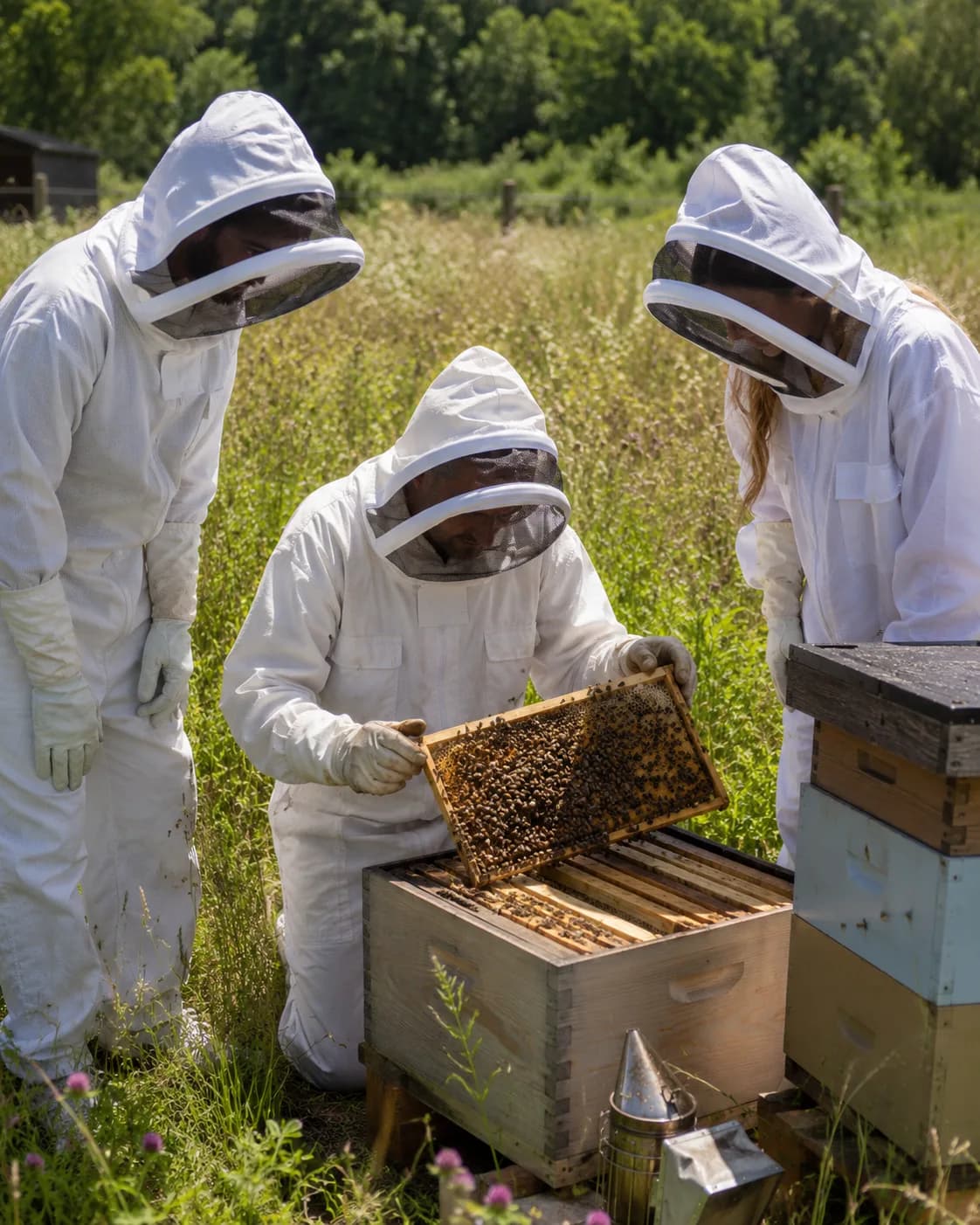 Two beekeepers in protective suits inspecting a hive frame in a grassy field