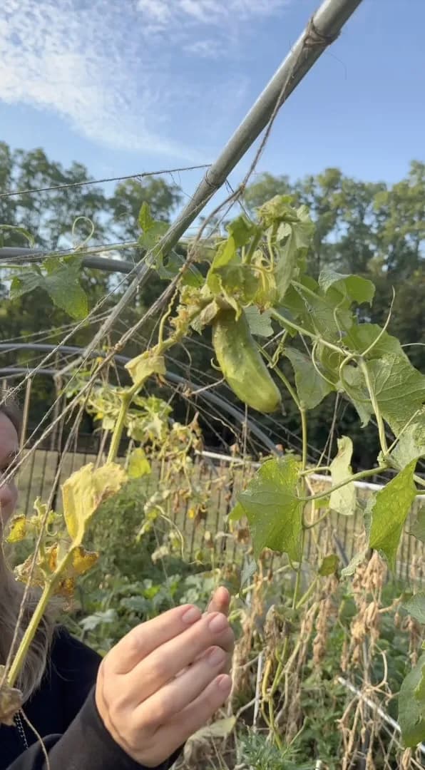 Looking up through climbing garden vines toward the sky