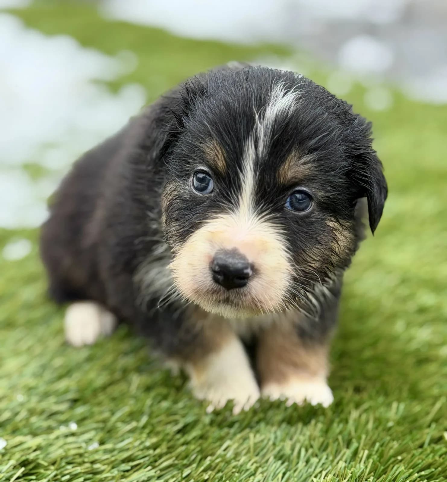 A merle Australian Shepherd puppy standing on the grass