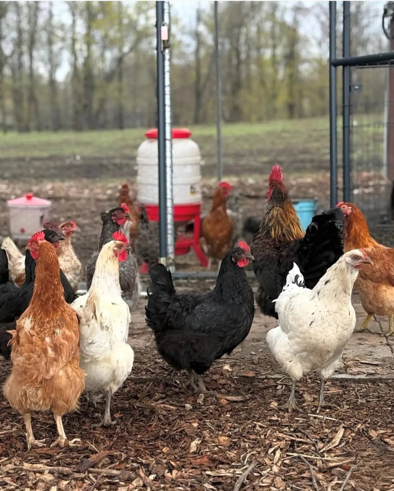 A mixed flock of hens and a rooster clustered near the feeder in the pasture