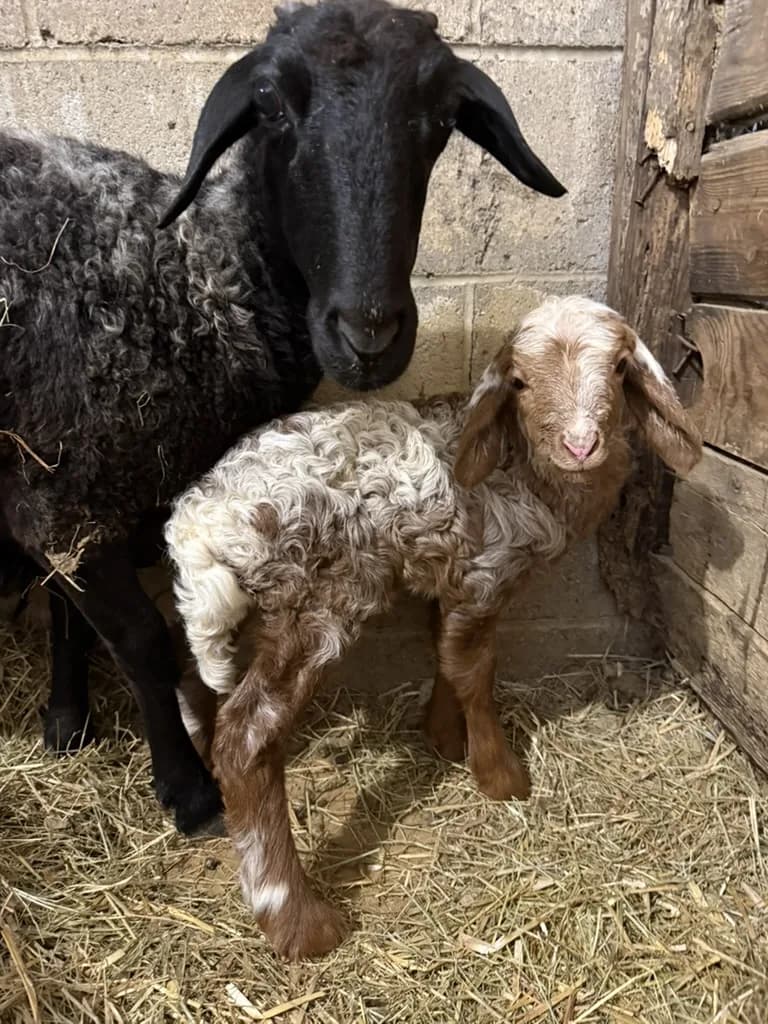 A black nanny goat and her tan kid standing together in the barn