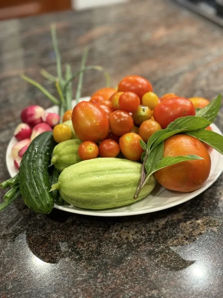 A plate piled with fresh-picked tomatoes and squash from the garden