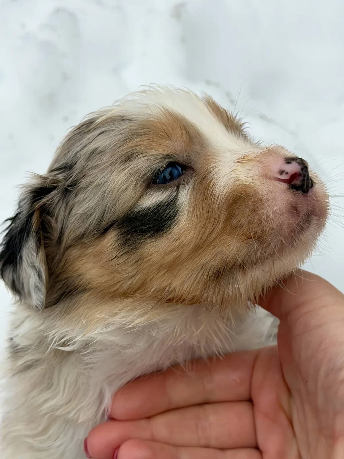A close-up of a puppy's face nuzzling a hand