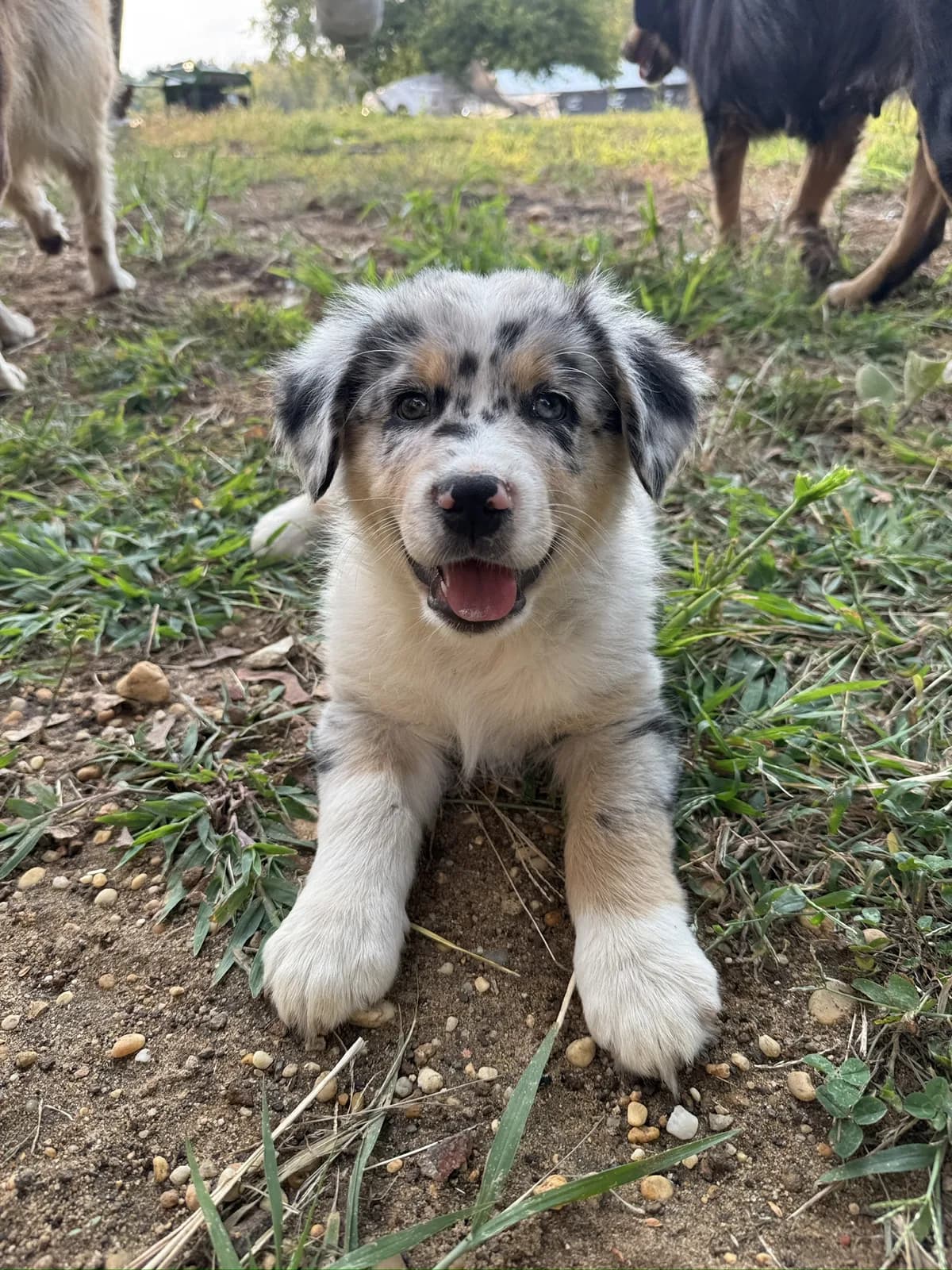 A puppy sitting and looking up at the camera