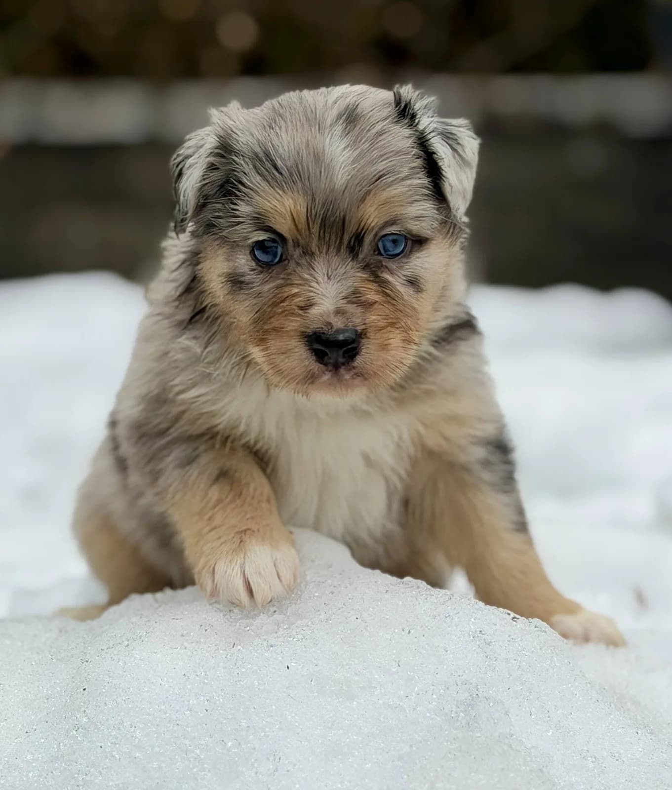 A puppy sitting in the snow