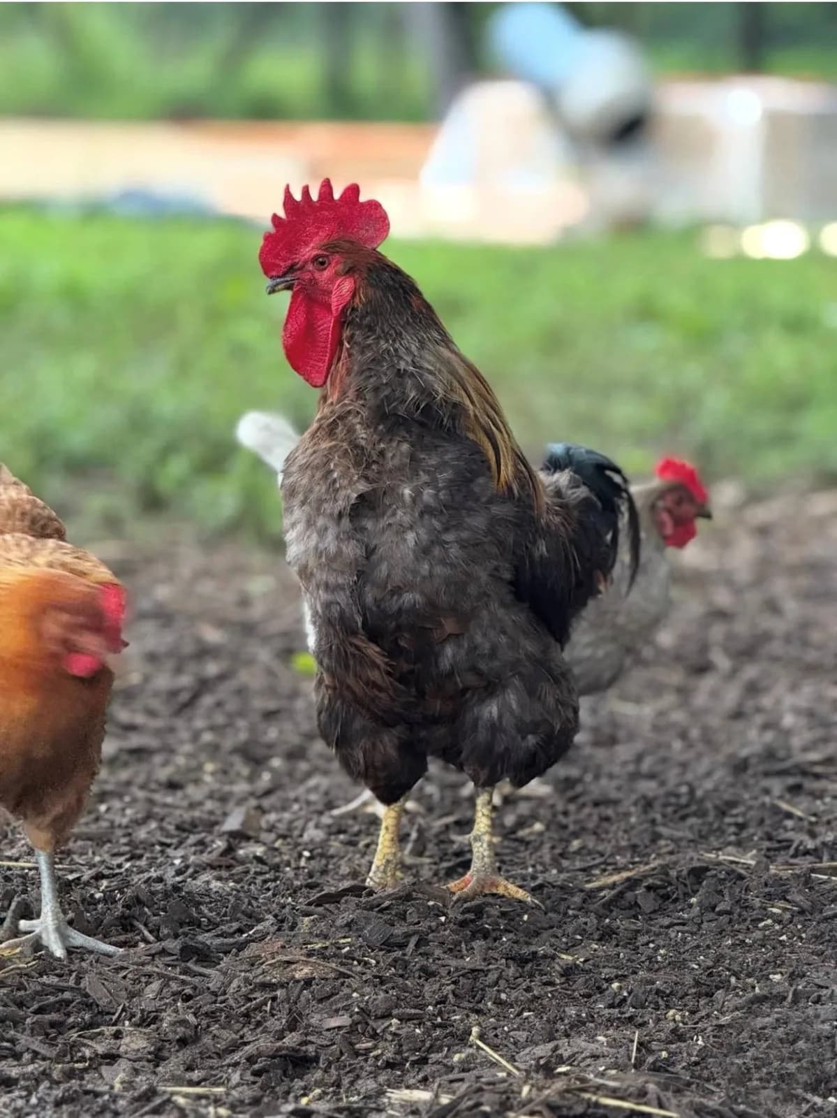 A rooster in profile, crossing the dirt yard