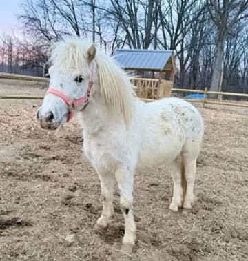 A white spotted pony standing in the paddock