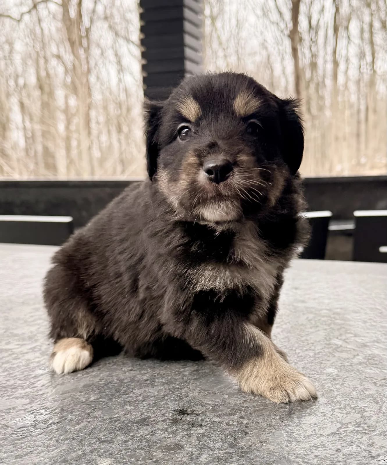 A tricolor puppy standing on wet pavement, looking at the camera