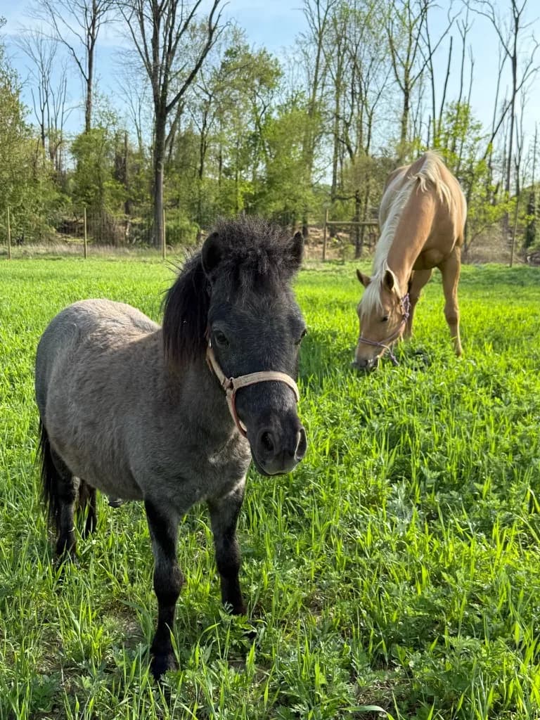Two ponies, buckskin and dark bay, grazing together in a field
