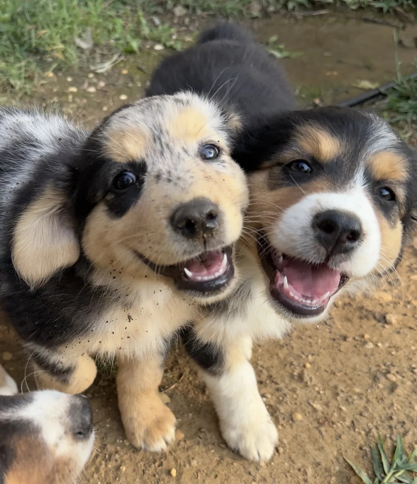 Two Australian Shepherd puppies pressed together, mouths open and happy