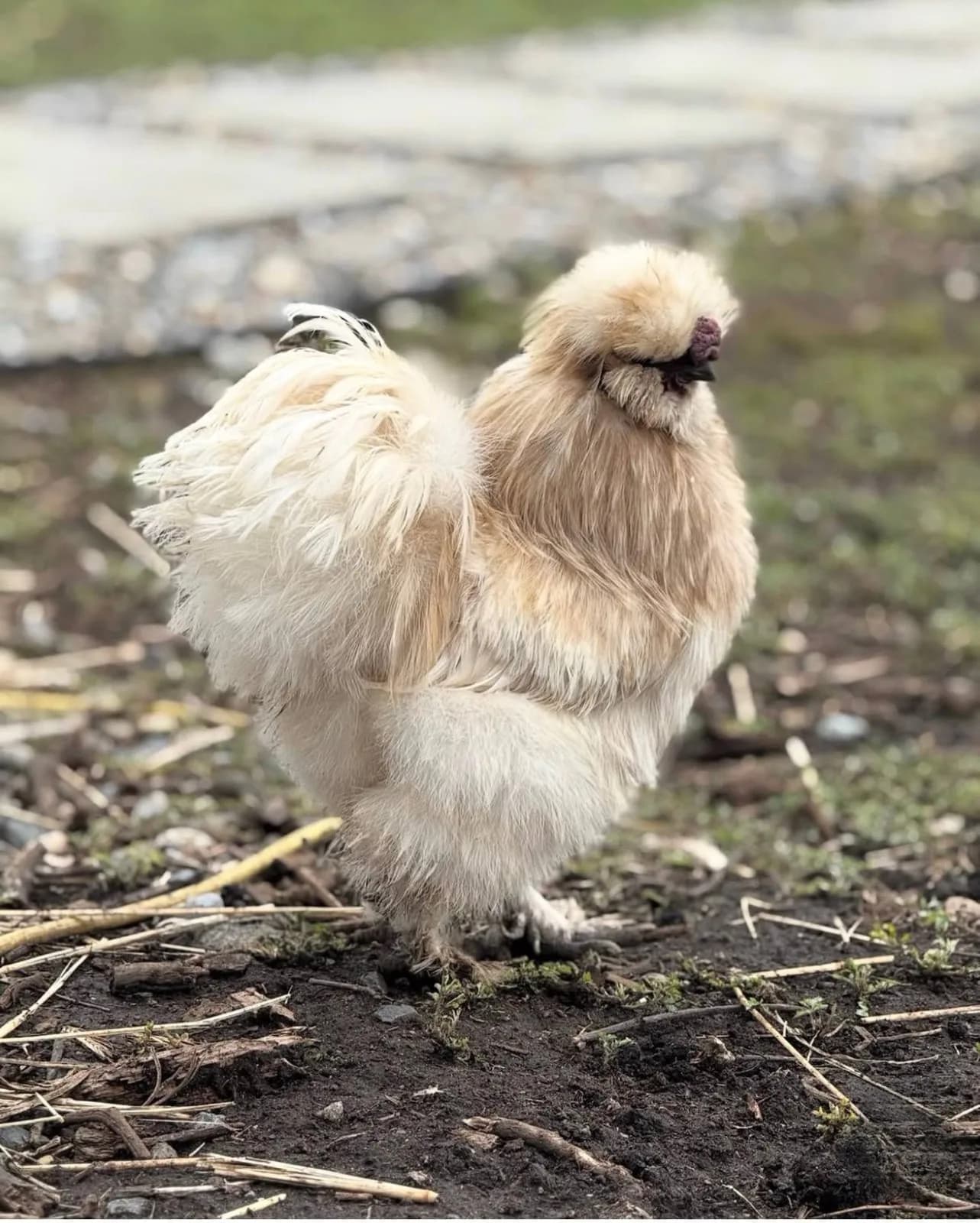 Two fluffy Silkie hens, one white and one buff, standing together