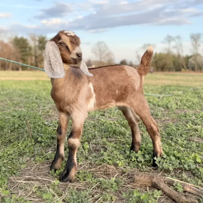 A two-week-old Nubian goat kid standing in the grass