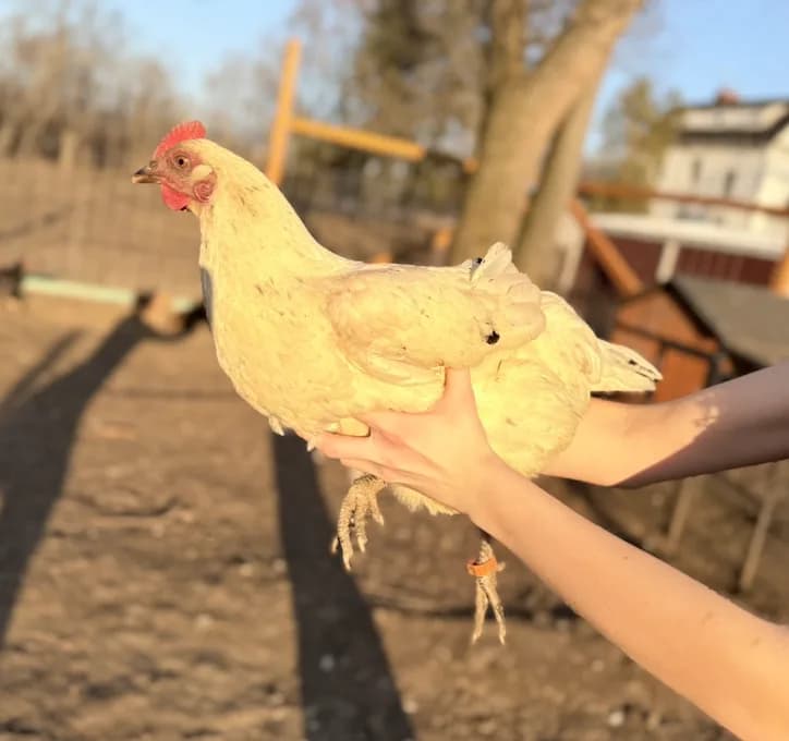 Hands holding up a white hen, backlit by warm evening light