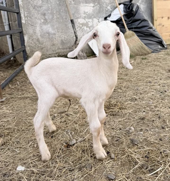 A white Nubian goat kid standing in fresh hay