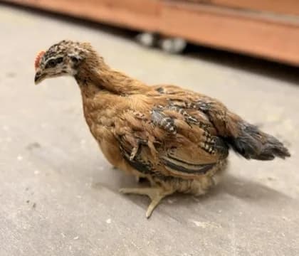 A young chick, feathers half in, standing alone