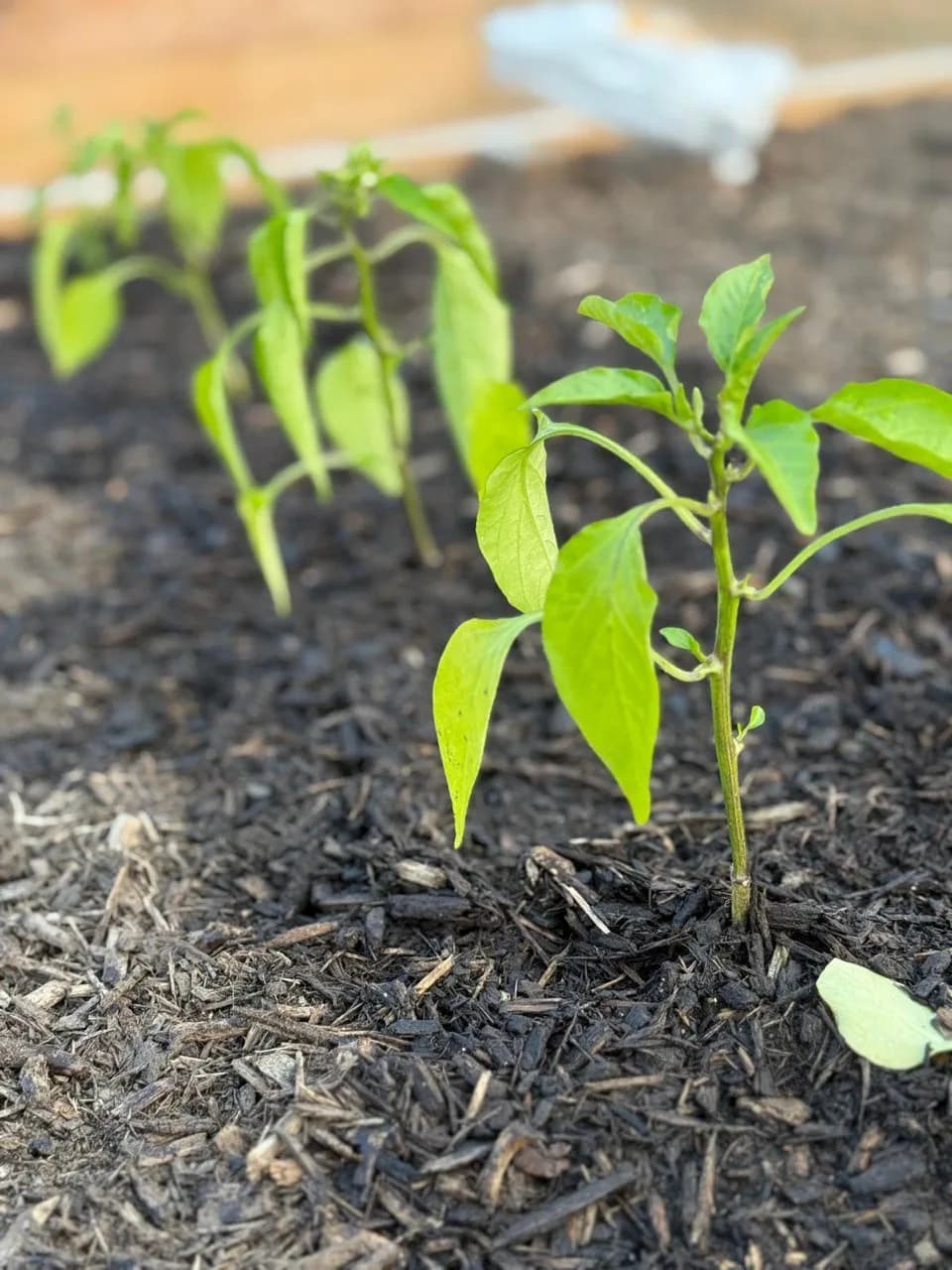 A young pepper seedling growing in dark soil