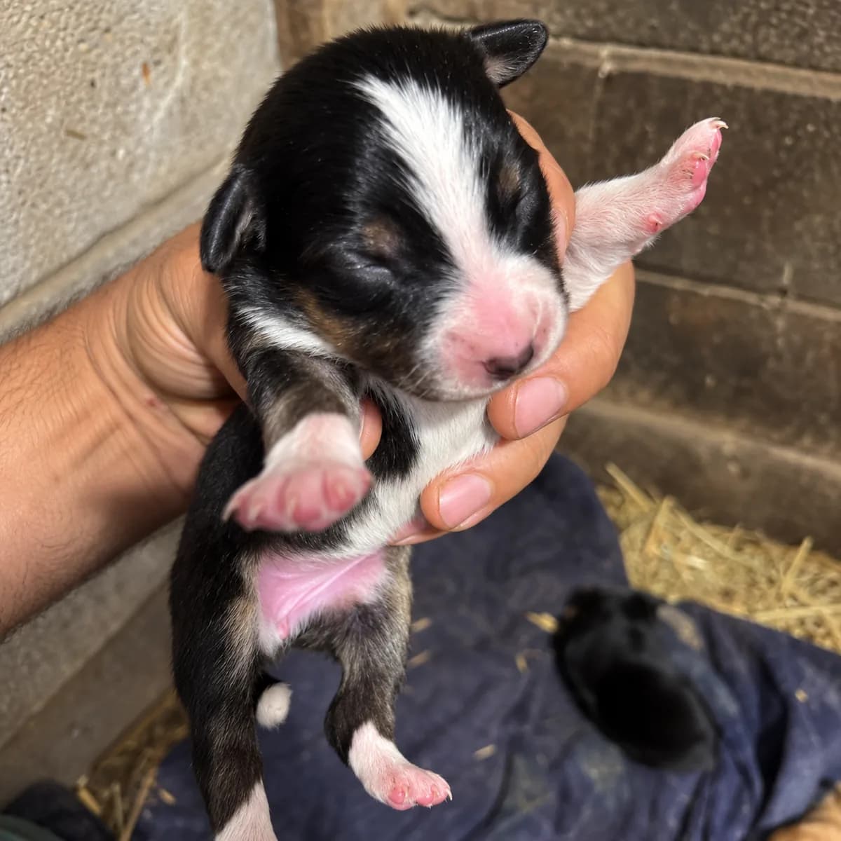 Black / Black Tri female Australian Shepherd puppy #9 from Nova and Aspen's litter.