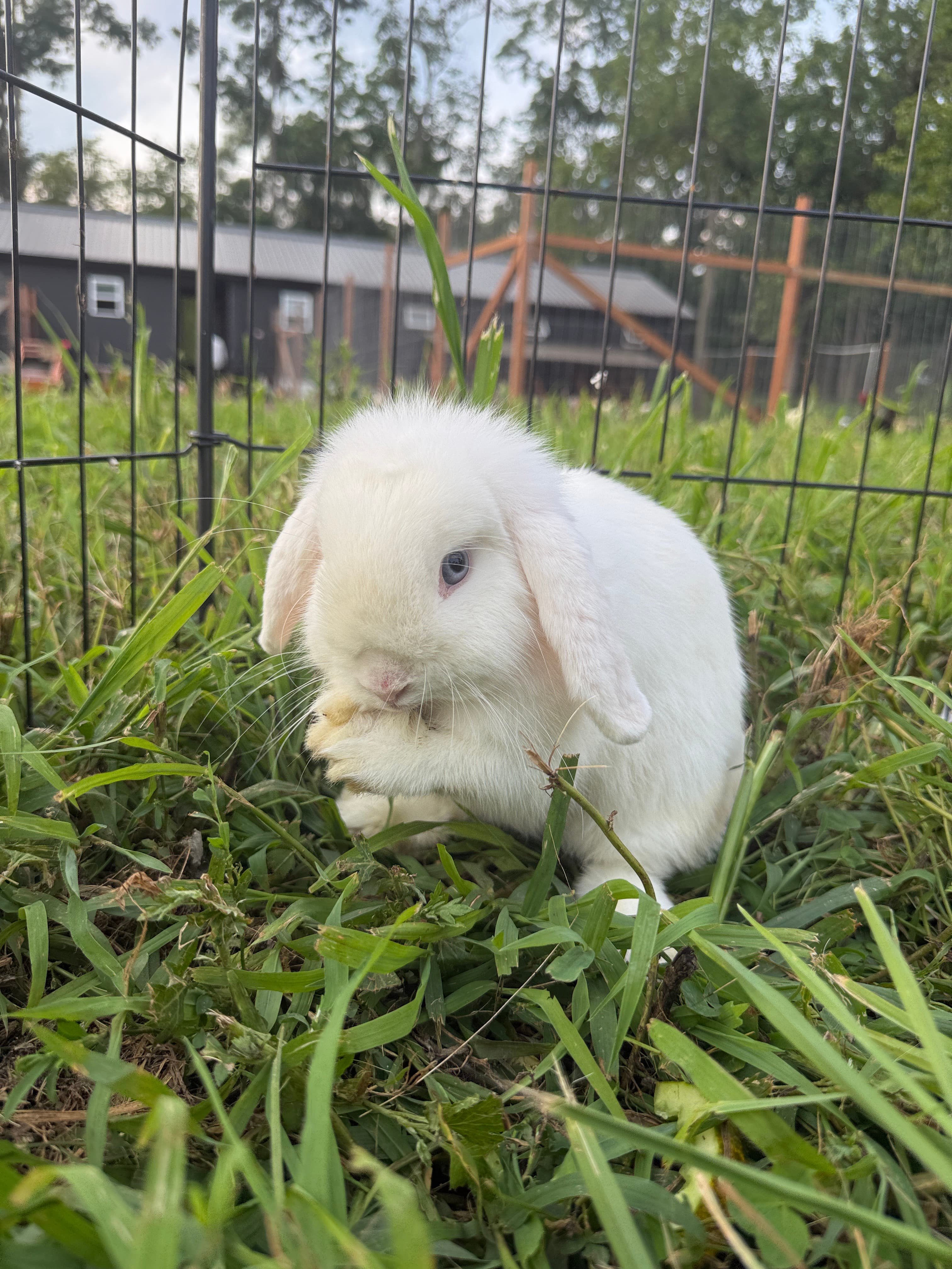 Meet Our Bunnies photo 2