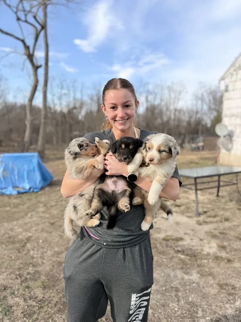 An armful of Australian Shepherd puppies at Marlboro Meadows Farm