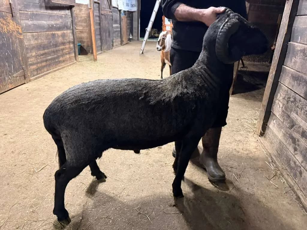 Black Awassi Ram