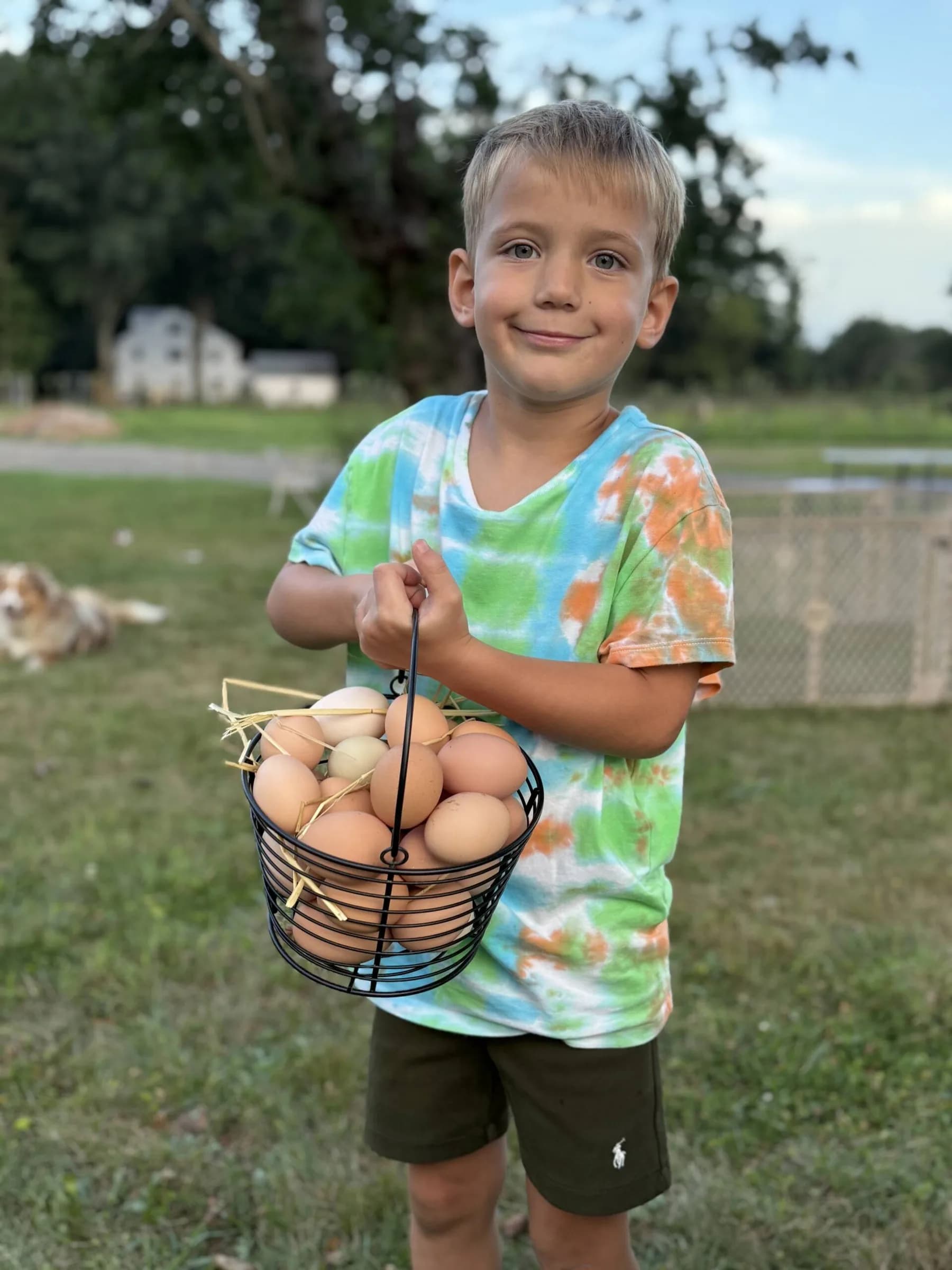 A child collecting eggs from the nest boxes