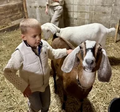 A child feeding the Nubian goat kids