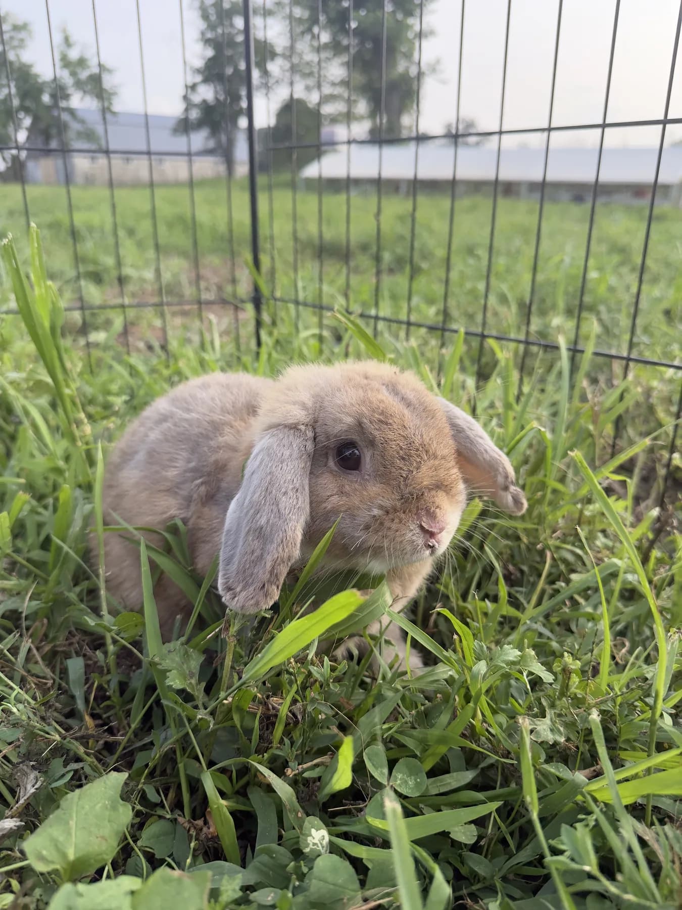 Dad — Grey Holland Lop